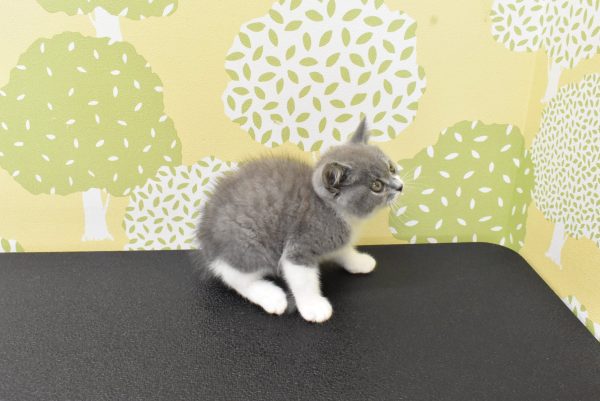 愛知県のブリティッシュショートヘアー (ペットショッププチマリア ルビットパーク岡崎店/2026年6月9日生まれ/男の子/ブルーホワイト)の子猫の3枚目の画像