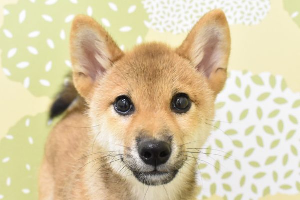 愛知県の豆柴 (ペットショッププチマリア ルビットパーク岡崎店/2026年3月21日生まれ/男の子/赤)の子犬の1枚目の画像