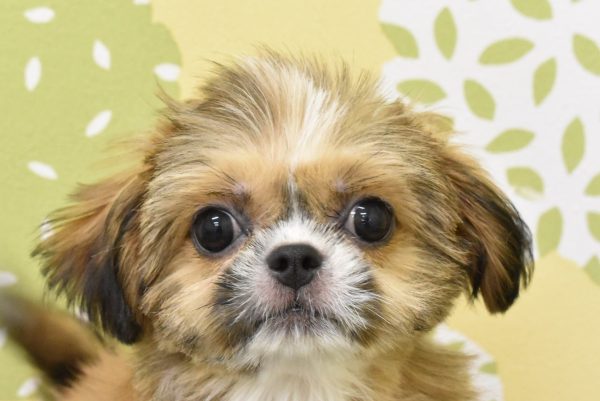 ミックス（ハーフ犬）