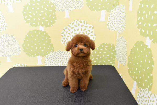 愛知県のトイプードル(トイ) (ペットショッププチマリア ルビットパーク岡崎店/2026年5月18日生まれ/男の子/レッドフォーン)の子犬の2枚目の画像