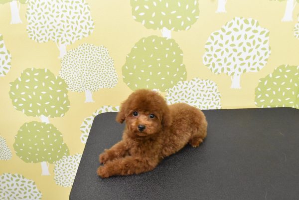愛知県のトイプードル(トイ) (ペットショッププチマリア ルビットパーク岡崎店/2026年5月18日生まれ/男の子/レッドフォーン)の子犬の3枚目の画像
