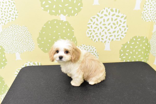 愛知県のマルキャバ/キャバチーズ(マルチーズ×キャバリア) (ペットショッププチマリア ルビットパーク岡崎店/2026年6月20日生まれ/男の子/ブレンハイム)の子犬の3枚目の画像