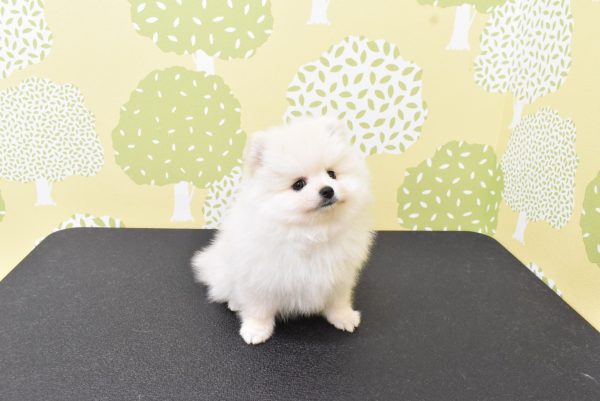 愛知県のポメラニアン (ペットショッププチマリア ルビットパーク岡崎店/2026年6月20日生まれ/男の子/クリーム)の子犬の3枚目の画像