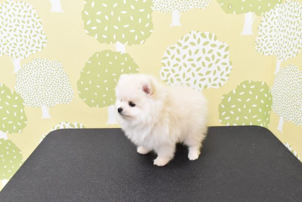 愛知県のポメラニアン (ペットショッププチマリア ルビットパーク岡崎店/2026年6月20日生まれ/男の子/クリーム)の子犬の4枚目の画像