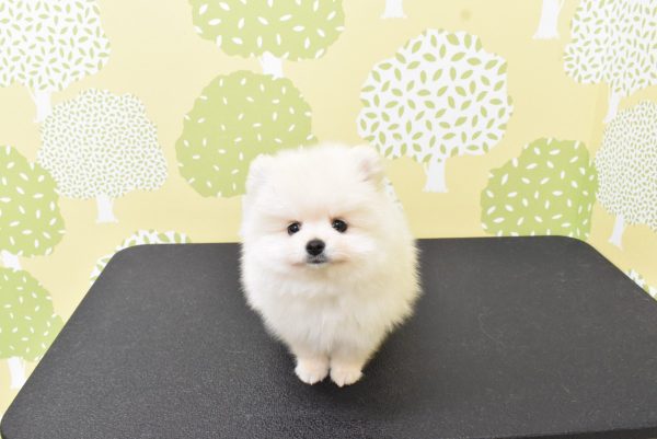 愛知県のポメラニアン (ペットショッププチマリア ルビットパーク岡崎店/2026年6月20日生まれ/男の子/クリーム)の子犬の2枚目の画像