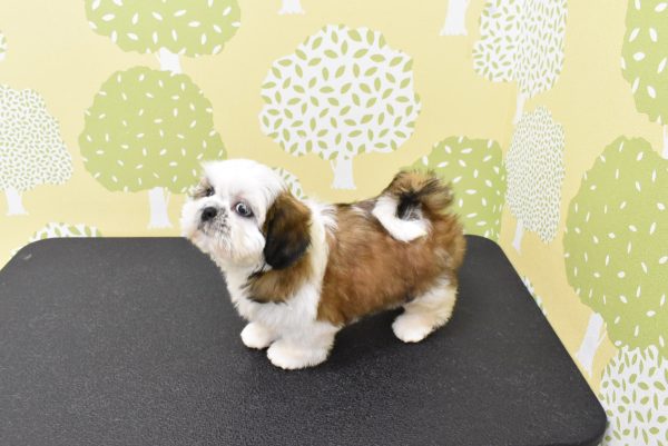 愛知県のシーズー (ペットショッププチマリア ルビットパーク岡崎店/2026年6月27日生まれ/女の子/ゴールドホワイト)の子犬の3枚目の画像
