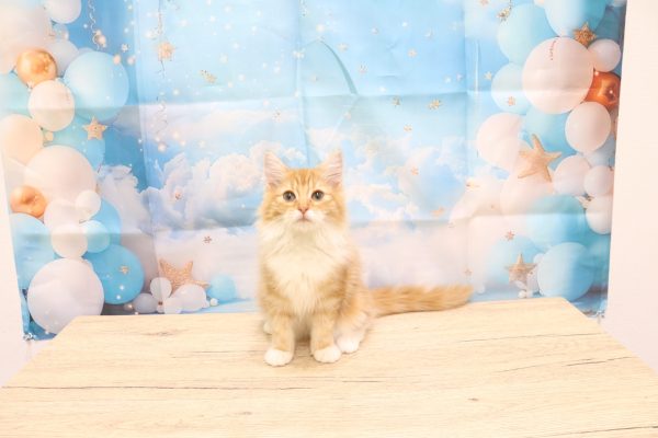 愛知県のノルウェージャンフォレストキャット (ペットショッププチマリア 一宮イオンモール木曽川キリオ店/2026年5月20日生まれ/女の子/レッドタビーホワイト)の子猫の2枚目の画像