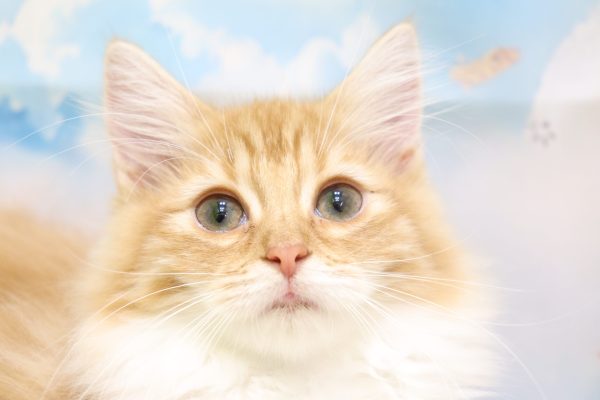 ノルウェージャンフォレストキャット