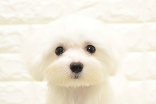 マルチーズ