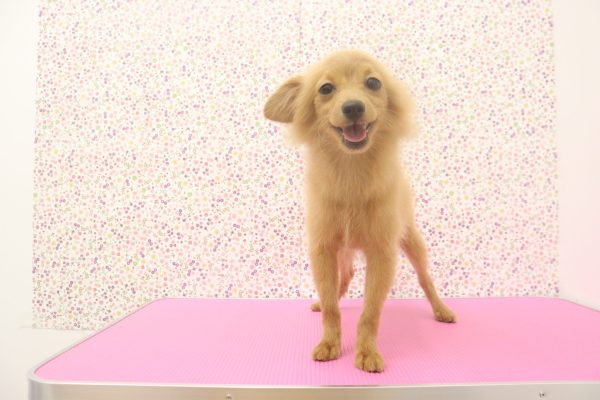 愛知県のポメプー(ポメラニアン×プードル) (ペットショッププチマリア イオンタウン弥富店/2026年3月28日生まれ/女の子/アプリコット)の子犬の3枚目の画像