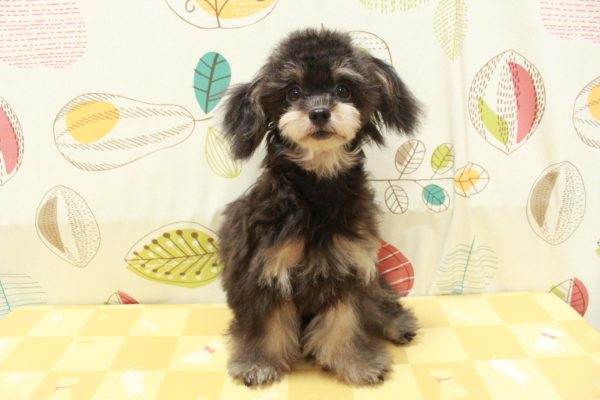 東京都のチワプー/プーチー(チワワ×プードル) (ペットショッププチマリア 町田多摩境店/2026年2月18日生まれ/女の子/ブラックタン)の子犬の2枚目の画像