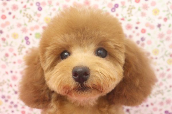 愛知県のトイプードル(トイ) (ペットショッププチマリア イオンタウン弥富店/2026年4月25日生まれ/女の子/レッドフォーン)の子犬の1枚目の画像