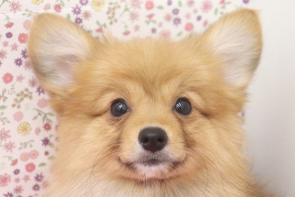 ミックス（ハーフ犬）