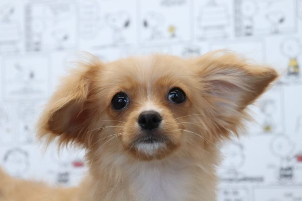 ミックス（ハーフ犬）