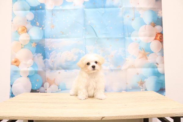 愛知県のマルプー(マルチーズ×プードル) (ペットショッププチマリア 一宮イオンモール木曽川キリオ店/2026年5月11日生まれ/男の子/クリーム)の子犬の2枚目の画像