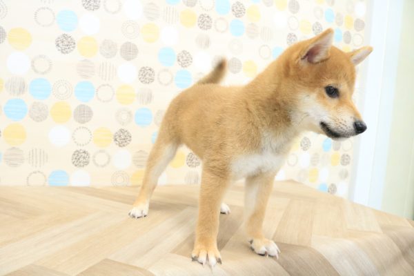 東京都の柴犬(標準サイズ) (ペットショッププチマリア 多摩唐木田店/2026年6月1日生まれ/男の子/赤)の子犬の2枚目の画像