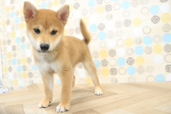 東京都の柴犬(標準サイズ) (ペットショッププチマリア 多摩唐木田店/2026年6月1日生まれ/男の子/赤)の子犬の3枚目の画像