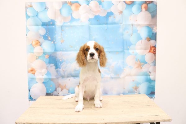 愛知県のキャバリアキングチャールズスパニエル (ペットショッププチマリア 一宮イオンモール木曽川キリオ店/2026年4月15日生まれ/男の子/ブレンハイム)の子犬の2枚目の画像