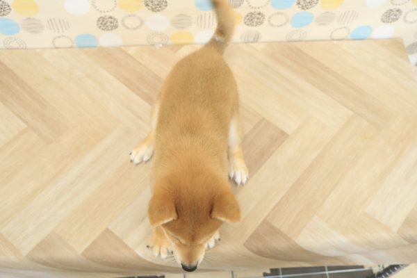 東京都の柴犬(標準サイズ) (ペットショッププチマリア 多摩唐木田店/2026年6月1日生まれ/男の子/赤)の子犬の4枚目の画像