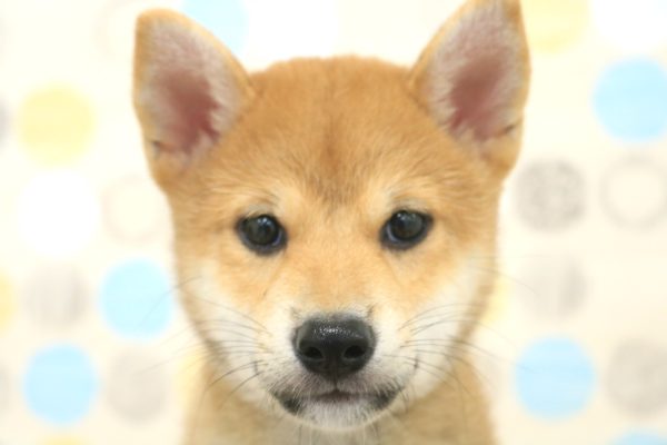 柴犬