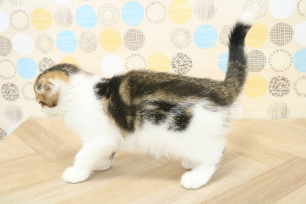 東京都のスコティッシュフォールド (ペットショッププチマリア 多摩唐木田店/2026年6月3日生まれ/男の子/ブラックタビーホワイト)の子猫の3枚目の画像