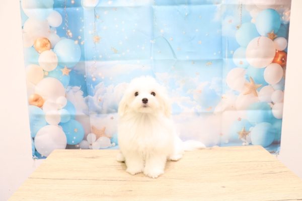 愛知県のマルチーズ (ペットショッププチマリア 一宮イオンモール木曽川キリオ店/2026年4月5日生まれ/女の子/ホワイト)の子犬の2枚目の画像