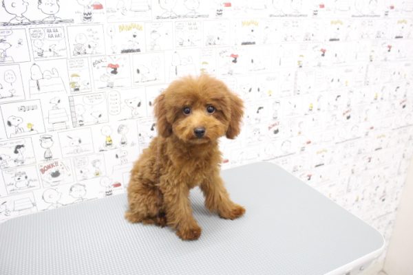 岐阜県のトイプードル(トイ) (ペットショッププチマリア 岐阜大垣垂井店/2026年4月20日生まれ/女の子/レッドフォーン)の子犬の2枚目の画像