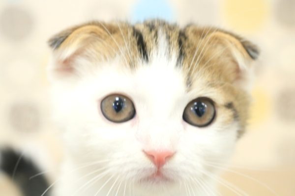 スコティッシュ