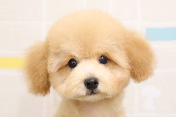岐阜県のトイプードル(トイ) (ペットショッププチマリア 岐阜羽島店/2026年5月16日生まれ/男の子/アプリコット)の子犬の1枚目の画像