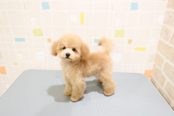 岐阜県のトイプードル(トイ) (ペットショッププチマリア 岐阜羽島店/2026年5月16日生まれ/男の子/アプリコット)の子犬の2枚目の画像