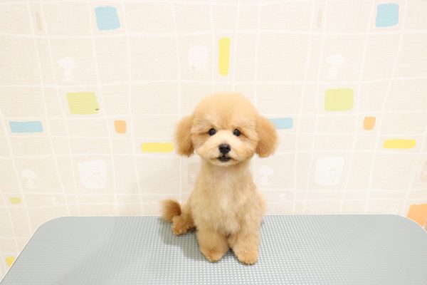 岐阜県のトイプードル(トイ) (ペットショッププチマリア 岐阜羽島店/2026年5月16日生まれ/男の子/アプリコット)の子犬の3枚目の画像