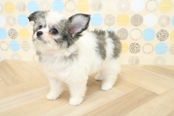 東京都のミックス（ハーフ犬） (ペットショッププチマリア 多摩唐木田店/2026年5月31日生まれ/女の子/ホワイトブラック)の子犬の2枚目の画像