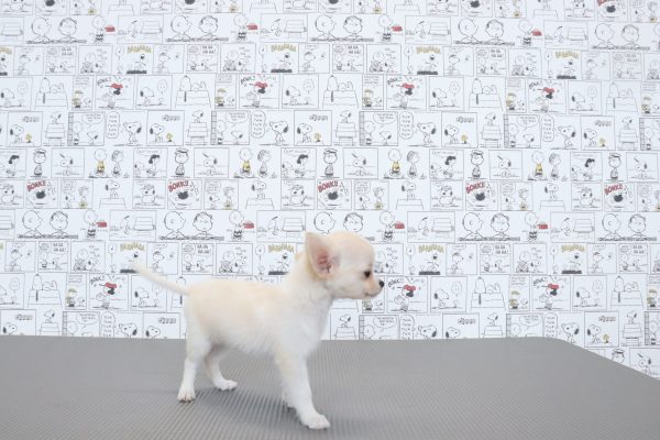 三重県のチワワ(ロング) (ペットショッププチマリア　イオンタウン松阪船江店/2026年5月29日生まれ/女の子/クリームホワイト)の子犬の3枚目の画像