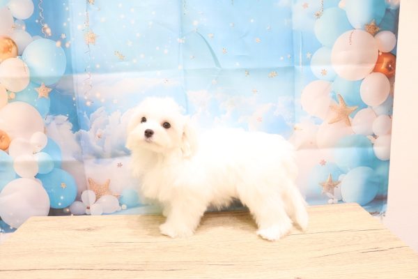 愛知県のマルチーズ (ペットショッププチマリア 一宮イオンモール木曽川キリオ店/2026年4月5日生まれ/女の子/ホワイト)の子犬の3枚目の画像