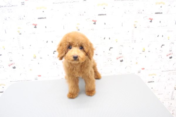 岐阜県のトイプードル(トイ) (ペットショッププチマリア 岐阜大垣垂井店/2026年5月10日生まれ/男の子/レッドフォーン)の子犬の2枚目の画像