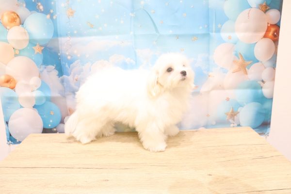 愛知県のマルチーズ (ペットショッププチマリア 一宮イオンモール木曽川キリオ店/2026年4月5日生まれ/女の子/ホワイト)の子犬の4枚目の画像