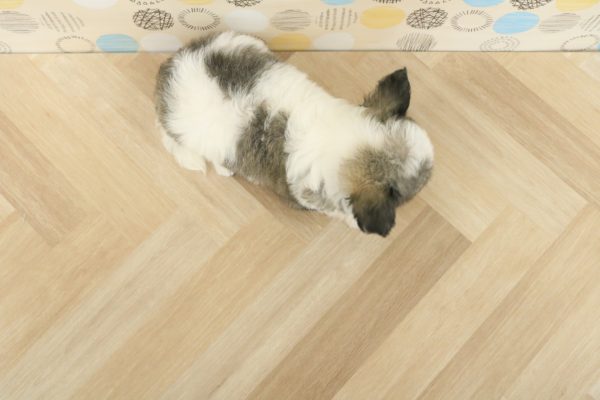 東京都のミックス（ハーフ犬） (ペットショッププチマリア 多摩唐木田店/2026年5月31日生まれ/女の子/ホワイトブラック)の子犬の4枚目の画像