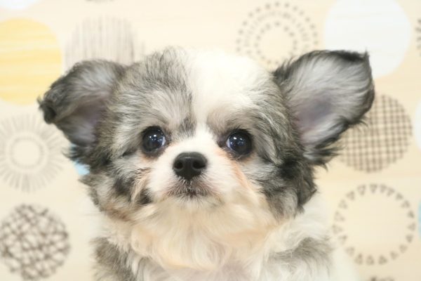 ミックス（ハーフ犬）