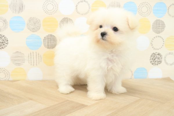 東京都のポメマル/マルポメ(ポメラニアン×マルチーズ) (ペットショッププチマリア 多摩唐木田店/2026年6月6日生まれ/男の子/クリーム)の子犬の3枚目の画像