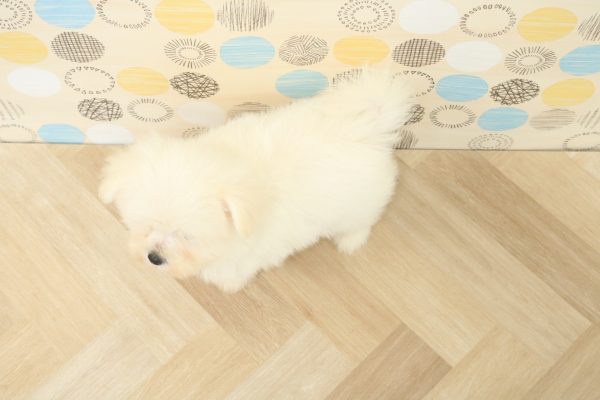 東京都のポメマル/マルポメ(ポメラニアン×マルチーズ) (ペットショッププチマリア 多摩唐木田店/2026年6月6日生まれ/男の子/クリーム)の子犬の4枚目の画像
