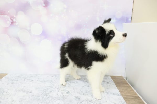 愛知県のボーダーコリー (ペットショッププチマリア イオン小牧店/2026年5月1日生まれ/男の子/ブラックホワイト)の子犬の4枚目の画像