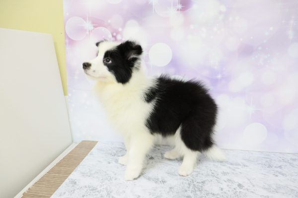 愛知県のボーダーコリー (ペットショッププチマリア イオン小牧店/2026年5月1日生まれ/男の子/ブラックホワイト)の子犬の3枚目の画像