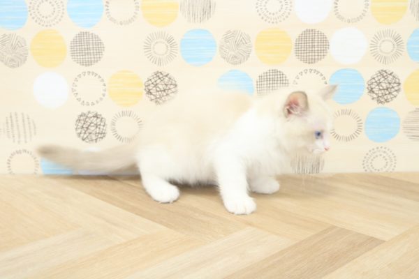 東京都のラグドール (ペットショッププチマリア 多摩唐木田店/2026年6月11日生まれ/男の子/ブルーポイントバイカラー)の子猫の3枚目の画像