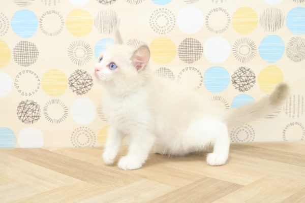 東京都のラグドール (ペットショッププチマリア 多摩唐木田店/2026年6月11日生まれ/男の子/ブルーポイントバイカラー)の子猫の2枚目の画像