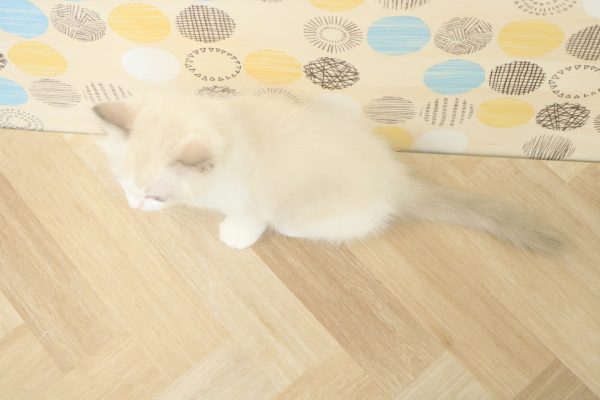 東京都のラグドール (ペットショッププチマリア 多摩唐木田店/2026年6月11日生まれ/男の子/ブルーポイントバイカラー)の子猫の4枚目の画像