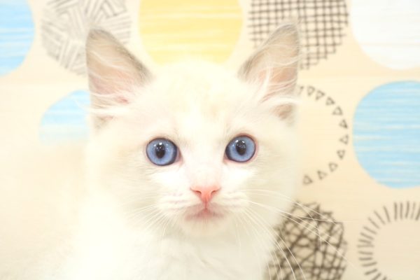 東京都のラグドール (ペットショッププチマリア 多摩唐木田店/2026年6月11日生まれ/男の子/ブルーポイントバイカラー)の子猫の1枚目の画像