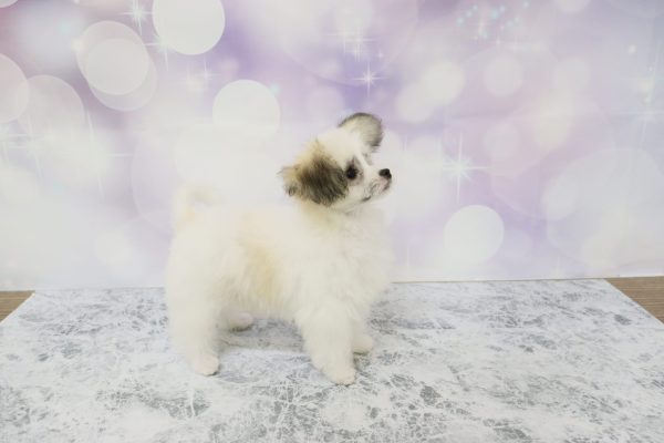 愛知県のミックス（ハーフ犬） (ペットショッププチマリア イオン小牧店/2026年4月11日生まれ/女の子/ホワイトブラウン)の子犬の4枚目の画像