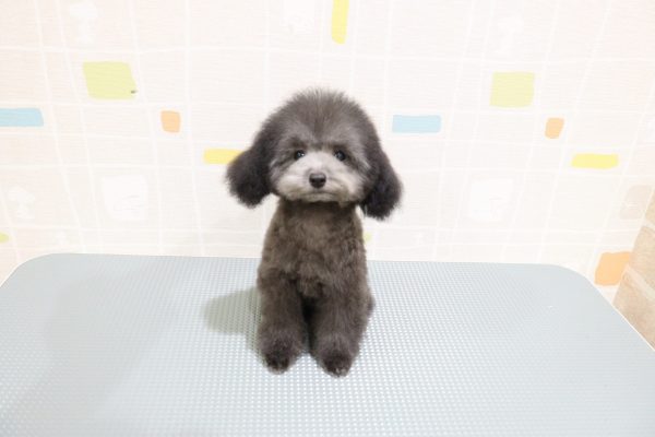 岐阜県のトイプードル(トイ) (ペットショッププチマリア 岐阜羽島店/2026年5月14日生まれ/男の子/グレー)の子犬の4枚目の画像