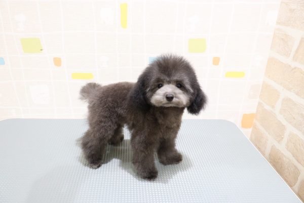 岐阜県のトイプードル(トイ) (ペットショッププチマリア 岐阜羽島店/2026年5月14日生まれ/男の子/グレー)の子犬の3枚目の画像