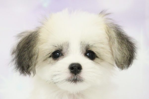 愛知県のミックス（ハーフ犬） (ペットショッププチマリア イオン小牧店/2026年4月11日生まれ/女の子/ホワイトブラウン)の子犬の1枚目の画像